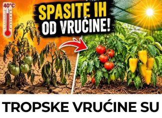 TROPSKE VRUĆINE SU STIGLE! 4 OBAVEZNA KORAKA da ODMAH spasite paradajz i paprike! TROPSKE VRUĆINE SU STIGLE! 4 OBAVEZNA KORAKA da ODMAH spasite paradajz i paprike! - featured image