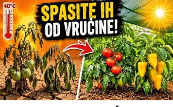 TROPSKE VRUĆINE SU STIGLE! 4 OBAVEZNA KORAKA da ODMAH spasite paradajz i paprike! TROPSKE VRUĆINE SU STIGLE! 4 OBAVEZNA KORAKA da ODMAH spasite paradajz i paprike! - featured image