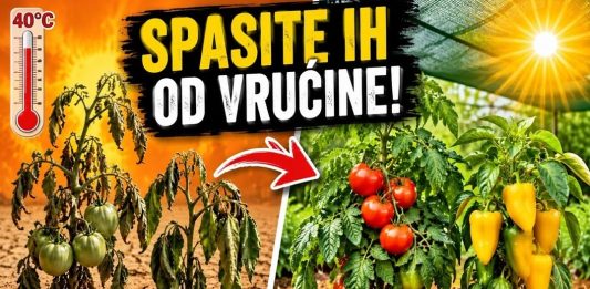 TROPSKE VRUĆINE SU STIGLE! 4 OBAVEZNA KORAKA da ODMAH spasite paradajz i paprike! TROPSKE VRUĆINE SU STIGLE! 4 OBAVEZNA KORAKA da ODMAH spasite paradajz i paprike! - featured image
