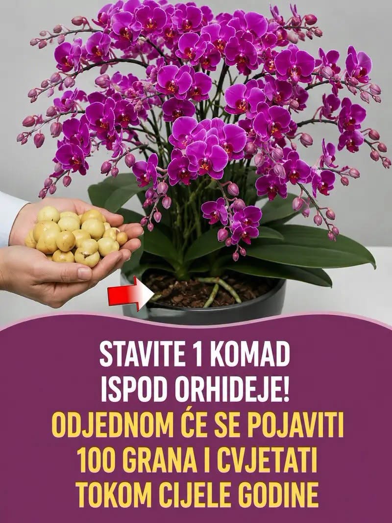 Stavite 1 komad ispod orhideje! Odjednom će se pojaviti 100 grana i cvjetati tokom CIJELE GODINE - featured image Stavite 1 komad ispod orhideje! Odjednom će se pojaviti 100 grana i cvjetati tokom CIJELE GODINE - featured image