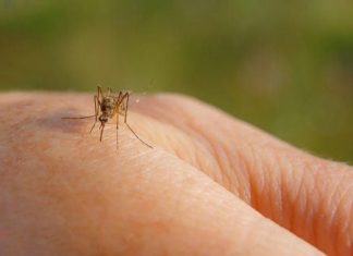 Kako da prepoznate da vas je ujeo zaraženi komarac i kada morate hitno kod ljekara Kako da prepoznate da vas je ujeo zaraženi komarac i kada morate hitno kod ljekara - featured image