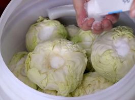 Koliko soli ide na 10 litara vode za kiseli kupus? Samo ovo je prava količina Koliko soli ide na 10 litara vode za kiseli kupus? Samo ovo je prava količina - featured image