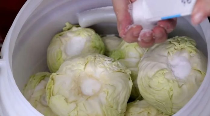 Koliko soli ide na 10 litara vode za kiseli kupus? Samo ovo je prava količina Koliko soli ide na 10 litara vode za kiseli kupus? Samo ovo je prava količina - featured image