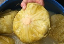 Ako pogriješite datum, sve vam može propasti: Evo kada se tačno kiseli kupus ove godine Ako pogriješite datum, sve vam može propasti: Evo kada se tačno kiseli kupus ove godine - featured image