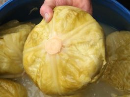 Ako pogriješite datum, sve vam može propasti: Evo kada se tačno kiseli kupus ove godine Ako pogriješite datum, sve vam može propasti: Evo kada se tačno kiseli kupus ove godine - featured image