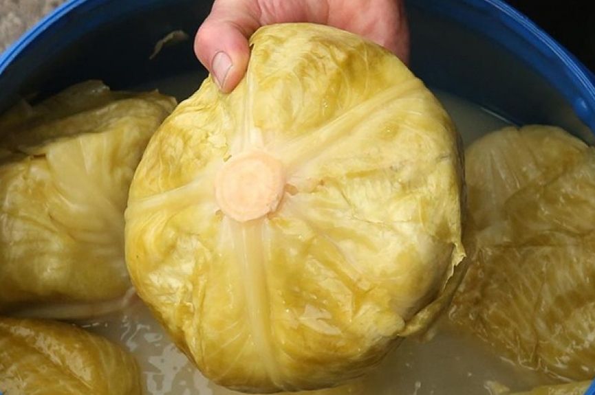 Ako pogriješite datum, sve vam može propasti: Evo kada se tačno kiseli kupus ove godine - featured image Ako pogriješite datum, sve vam može propasti: Evo kada se tačno kiseli kupus ove godine - featured image
